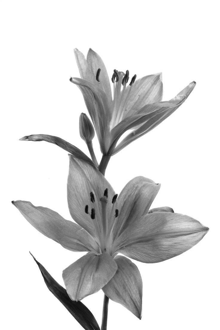 LILY NOIR poster artwork